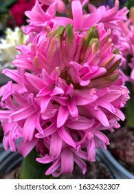 Freshly hyacinths pink naturally early spring seasonal arrangement all backgrounds to floral motives