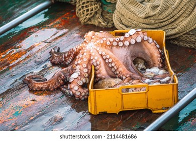 Freshly just caught big octopus in a plastic crate on a fishing wooden boat with nets ready to be sold at the fish market - Shutterstock ID 2114481686