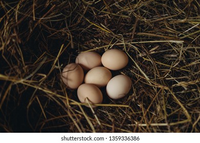 Freshly Laid Eggs In A Nesting Wooden Box, Basket In The Chicken Coop, Farm To Table. Organic Fresh Chicken Eggs In The Natural Nest, On The Hay. Simple Composition. 