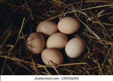 Freshly Laid Eggs In A Nesting Wooden Box, Basket In The Chicken Coop, Farm To Table. Organic Fresh Chicken Eggs In The Natural Nest, On The Hay. Simple Composition. 