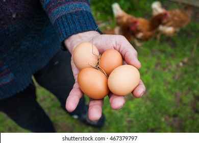 Freshly laid free range eggs in a farmers hand featuring out of focus chickens in the background . 