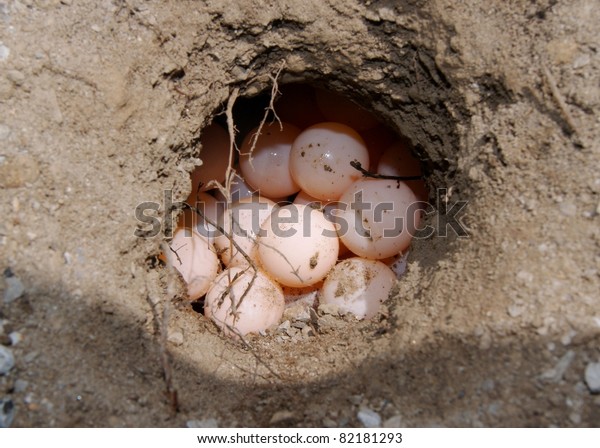 Freshly Laid Turtle Eggs in Burrow Dug by\
Mother\'s Flippers