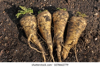 Freshly Lifted Hollow Crown Parsnip Roots, Winter Garden Vegetables.