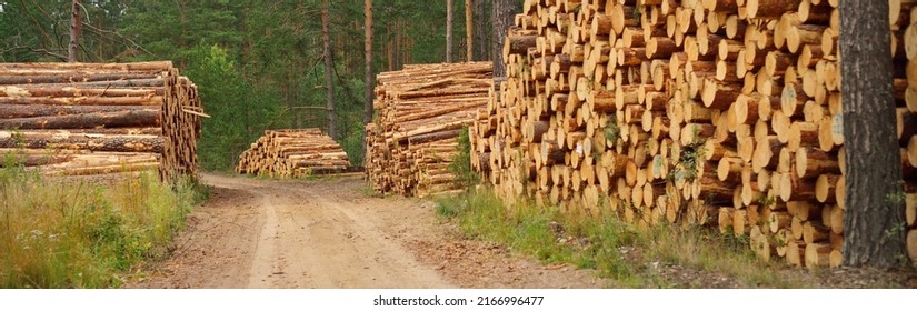 Freshly Made Firewood In The Evergreen Forest, Pine Tree Logs Close-up. Environmental Damage, Ecological Issues, Ecology, Nature, Wood, Deforestation, Alternative Energy, Lumber Industry, Business