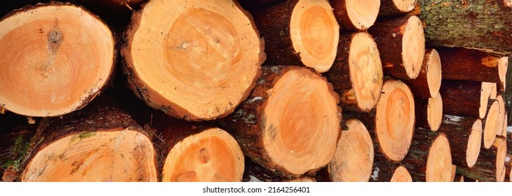 Freshly made firewood in the forest, close-up. Wooden pattern, texture, background, graphic resource. Environmental damage, ecology, nature, wood, deforestation, lumber industry, alternative energy - Shutterstock ID 2164256401
