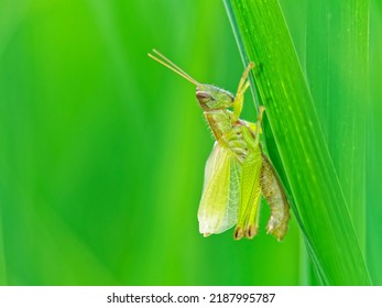 Freshly Molted Grasshopper Larva With Soft Wings