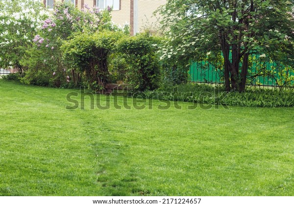 Freshly mown grass green lawn surrounded with\
different kinds of trees, bushes, plants in front yard backyard of\
garden in summer. Landscape, design, gardening, botany, place for\
summer activities.