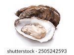 Freshly Opened Oyster on Isolated White Background