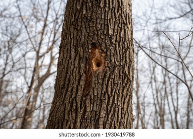Freshly pecked hole in the rough textured tree. Great bark color and roughness contrasts with the fresh hole. Defocused background. - Shutterstock ID 1930419788