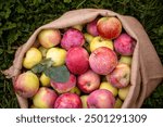 Freshly picked apples in the summer orchard. Red apples in the linen sack on the grass.