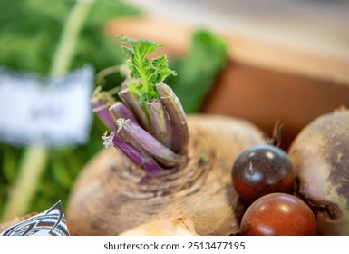 Freshly picked beet beets. Top cut off. New leaf growth. Perseverance determination. Cherry tomatoes produce tray display. Farming agriculture food production crop. Purple. Close up detail macro. - Powered by Shutterstock