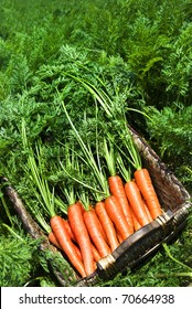 Freshly Picked Carrots In A Basket In A Carrot Field On A Farm