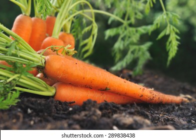 Freshly Picked Carrots In The Garden Soil