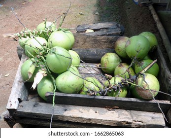 木から摘み取りたてのココナツ                              
