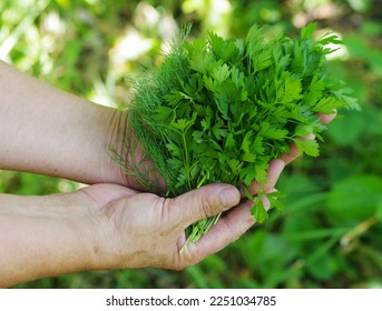Freshly picked farm parsley and dill in the hands. Selective focus. - Shutterstock ID 2251034785