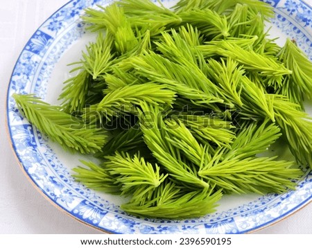 Freshly picked fir shoots on a blue patterned plate        