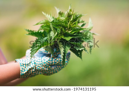 Freshly Picked Nettle. Woman holding a bunch of fresh stinging nettles with garden gloves, selective focus 