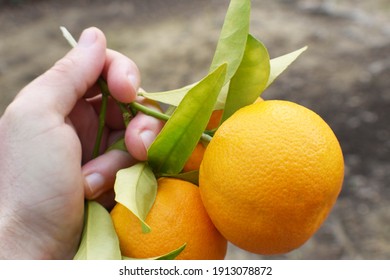 Freshly Picked Oranges In Northern California 