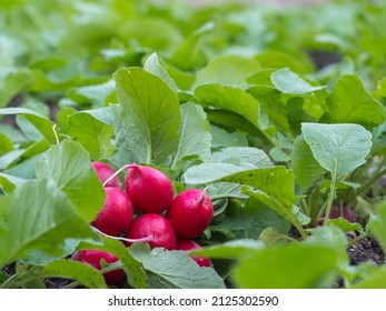 Freshly picked Organic radishes are lying in the garden. Organic farming concept. Vegetable harvest. Radish growing in garden.
