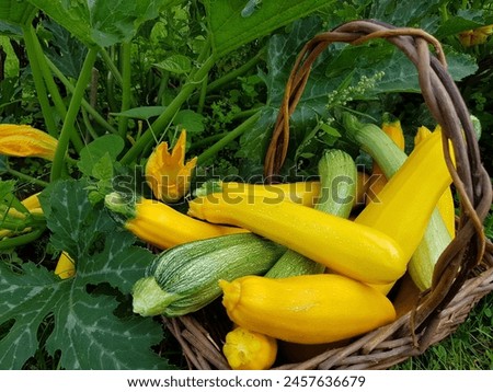 Freshly picked organic zucchini in a basket