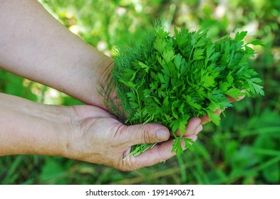 Freshly picked parsley in the hands. - Shutterstock ID 1991490671