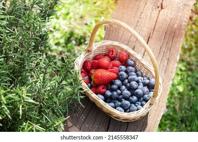 Freshly picked raspberries, strawberries and blueberries in a basket on wooden bench near rosemary plant in spring garden. Blueberry, strawberry and raspberry. Healthy eating,diet concept. - Powered by Shutterstock