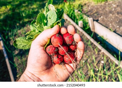 freshly picked red radishes in a farmer's hand in the garden