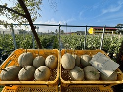 Freshly Picked Rock Melons For Sale