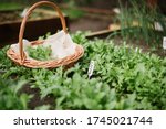 Freshly picked Rocket harvest in a wicker basket by the small home crafted veggie patch