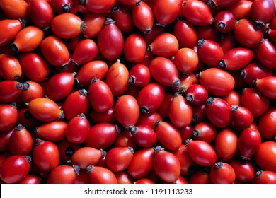 Freshly picked rose hips. Full frame shot of rose hip or rosehip, commonly known as the dog rose (Rosa canina).