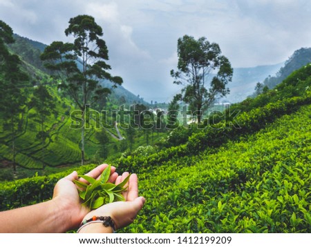 Freshly picked tea leaves in the green tea fields of Lipton Seat near Haputale in Sri Lanka - April 2019