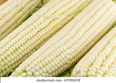 Freshly picked white corn cobs in a row
