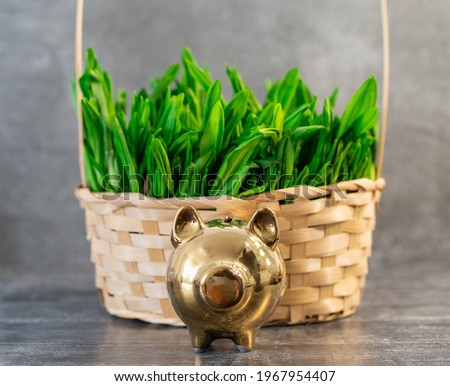 freshly picked wild garlic, wild garlic, bear onion in a basket.