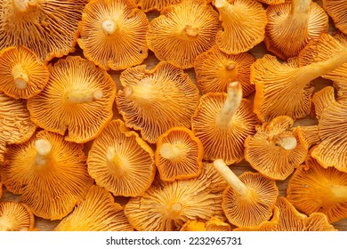Freshly picked yellow chanterelle mushroom. Chanterelle or girolle mushrooms. Close-up of Fresh edible mushrooms. Forest orange mushrooms. 
