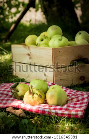 Similar – Image, Stock Photo Fresh apples in the orchard