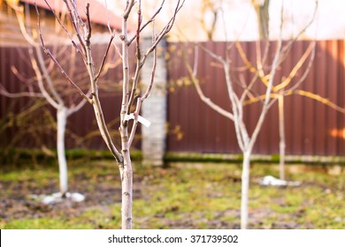 Freshly Planted Leafless Young Fruit Trees In An Early Spring Garden