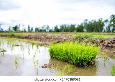 Freshly planted rice seedlings in a water-filled paddy field, showcasing the early stages of rice cultivation and the vibrant green of new growth. - Powered by Shutterstock