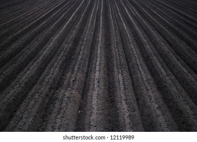 Freshly Plowed Black Rich Soil / Field