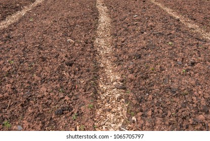 Rindenmulch Beet Garten Images Stock Photos Vectors Shutterstock