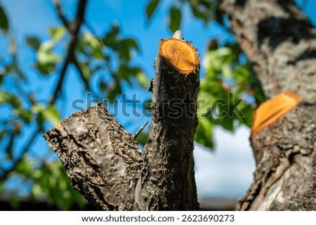 Freshly pruned tree branches in spring, apricot tree