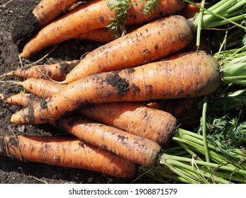 Freshly Pulled Out Of The Ground Vegetable Root Vegetables Of Sowing Carrots (Latin Daucus Carota Subsp. Sativus) Lie On The Ground On A Sunny Summer Day.