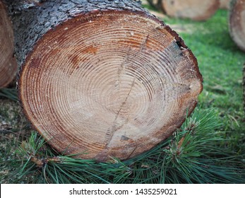 Freshly Sawed Pine Log Close-up In The Forest. Wood Round Timber. Cut Pine