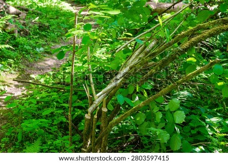 Freshly sawn hazelnut shrub with sharp wood cuts stands in a bright summer forest, showing human impact on wild nature and wild green foliage in the background