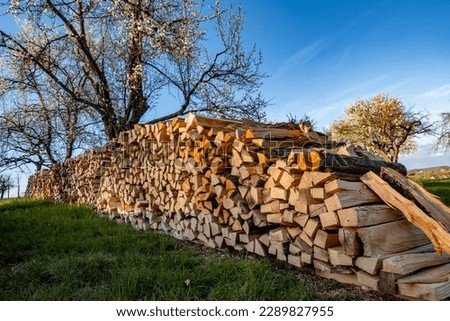 Freshly sawn and stacked firewood from old fruit trees in spring