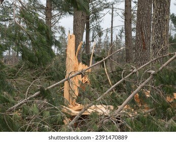 A freshly snapped Pine Tree in a forest devastated by storm Gabrielle in New Zealand . Weather disaster . Climate