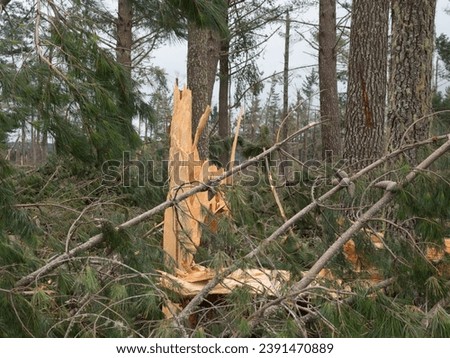 A freshly snapped Pine Tree in a forest devastated by storm Gabrielle in New Zealand . Weather disaster . Climate