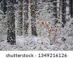 Freshly snow covered tree trunks of pine trees and a little oak tree in the Fraconian forest near Diepersdorf in Bavaria, Germany