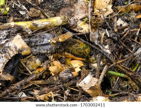 Freshly turned organic garden compost heap. Natural, outdoor image with decomposing vegetable matter, crushed eggshells, stalks, woody material and torn cardboard. Textured close up. England.