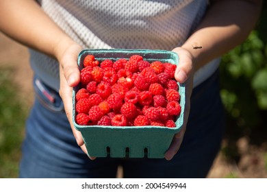 Freshly u-picked raspberries in a turquoise box. Raspberry upick, u-pick, pick-your-own berry farm.