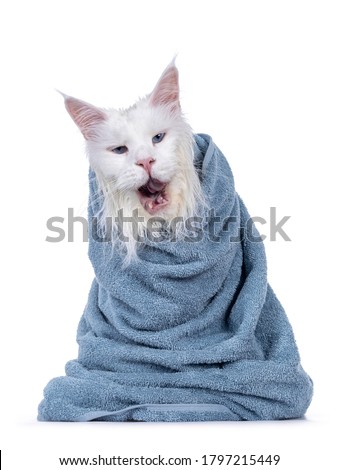 Freshly washed solid white blue eyed Maine Coon cat wrapped in light blue towel, sitting facing front. Looking at camera, mouth open. Isolated on white background.